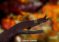 found in Lembeh; D200 by Thomas Lueken 